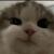 justacutiecat