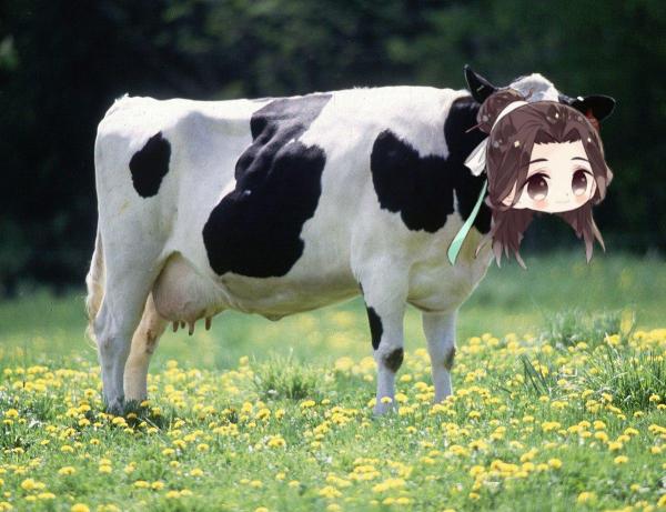 Cow titty milk